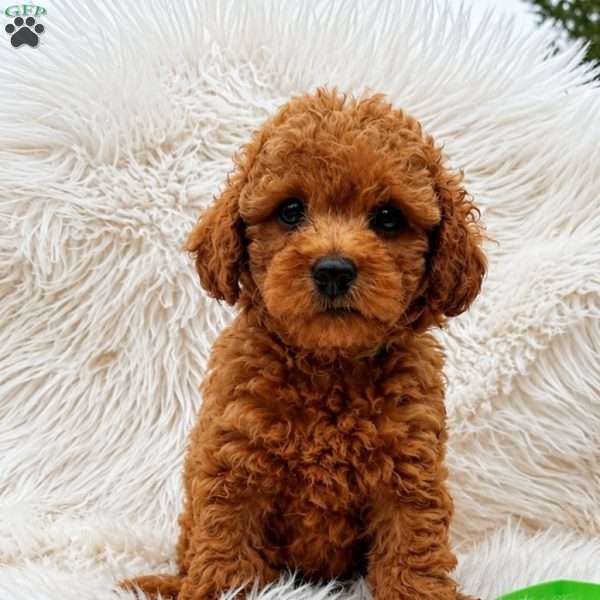 Baxter, Mini Goldendoodle Puppy