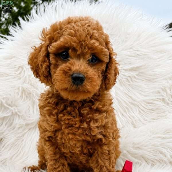 Bruno, Mini Goldendoodle Puppy