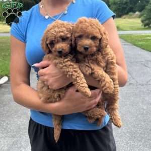 Bruno, Mini Goldendoodle Puppy