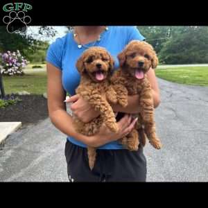Baxter, Mini Goldendoodle Puppy