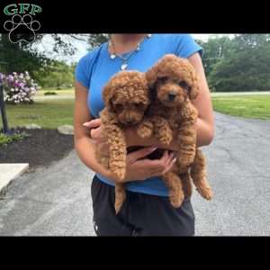 Bruno, Mini Goldendoodle Puppy