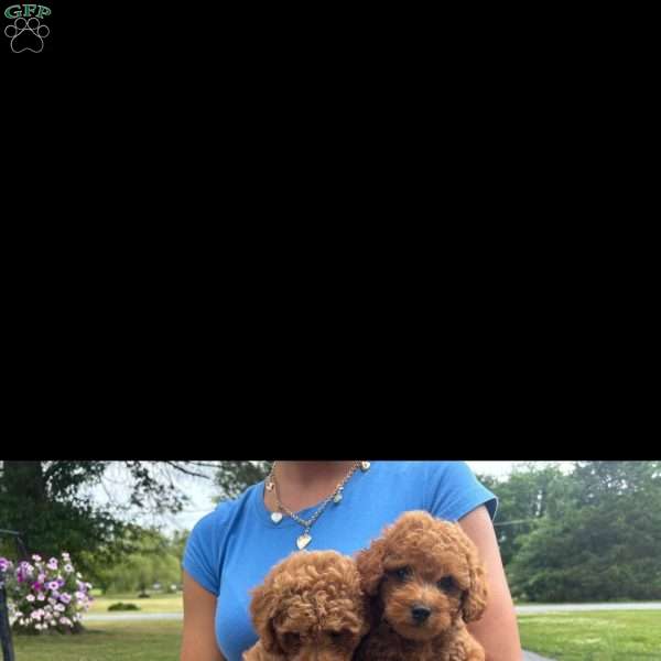 Bruno, Mini Goldendoodle Puppy