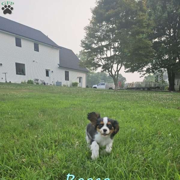 Reece, Cavalier King Charles Spaniel Puppy