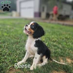 Reece, Cavalier King Charles Spaniel Puppy