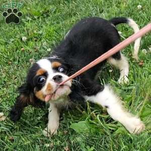 Reece, Cavalier King Charles Spaniel Puppy