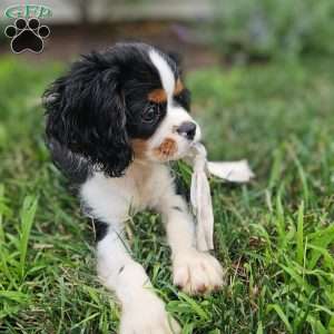Reece, Cavalier King Charles Spaniel Puppy