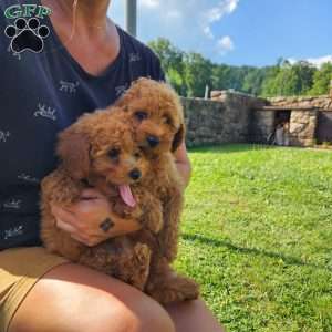 Max, Mini Goldendoodle Puppy
