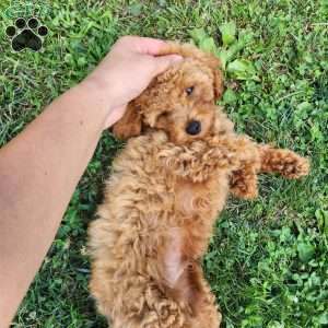 Max, Mini Goldendoodle Puppy