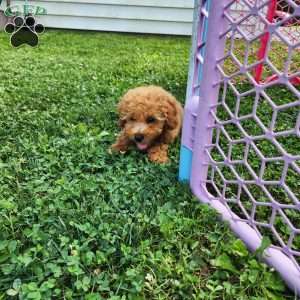 Max, Mini Goldendoodle Puppy