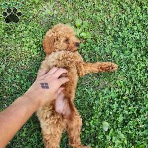 Max, Mini Goldendoodle Puppy