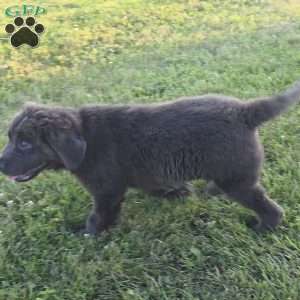 Ashley, Newfoundland Puppy