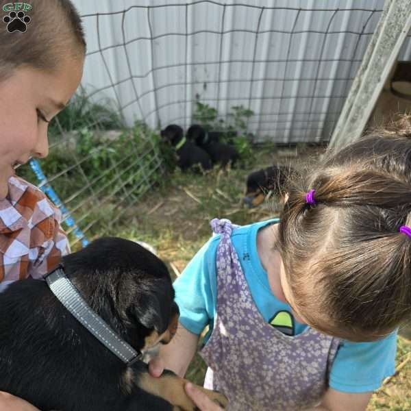 Goliath, Rottweiler Mix Puppy