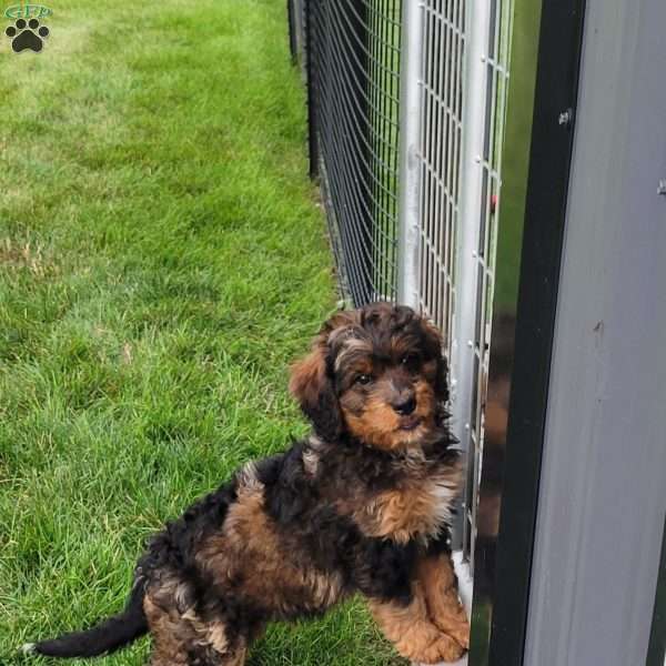 Ember, Mini Bernedoodle Puppy