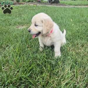 Lilly, English Cream Golden Retriever Puppy