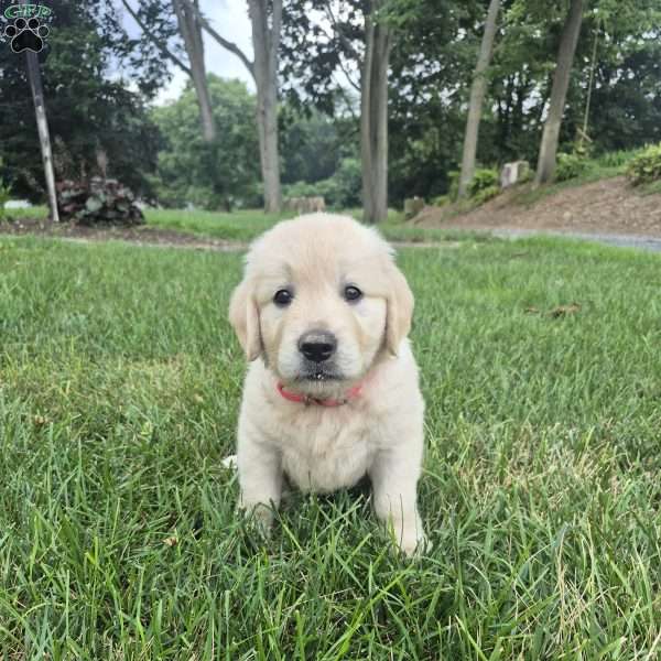 Lilly, English Cream Golden Retriever Puppy