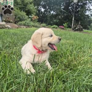 Lilly, English Cream Golden Retriever Puppy