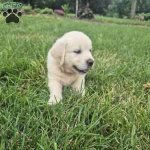 Liz, English Cream Golden Retriever Puppy