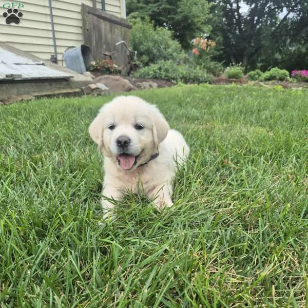 Liz, English Cream Golden Retriever Puppy