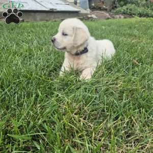 Liz, English Cream Golden Retriever Puppy
