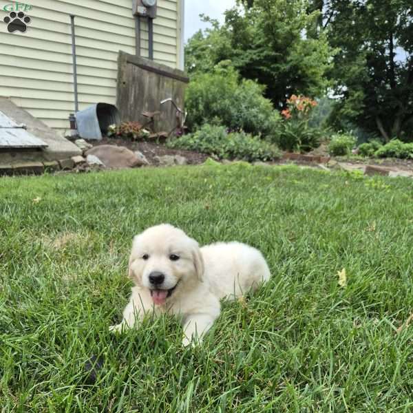 Lark, English Cream Golden Retriever Puppy