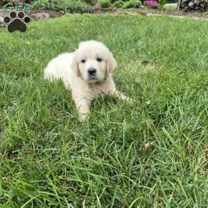 Lexington, English Cream Golden Retriever Puppy