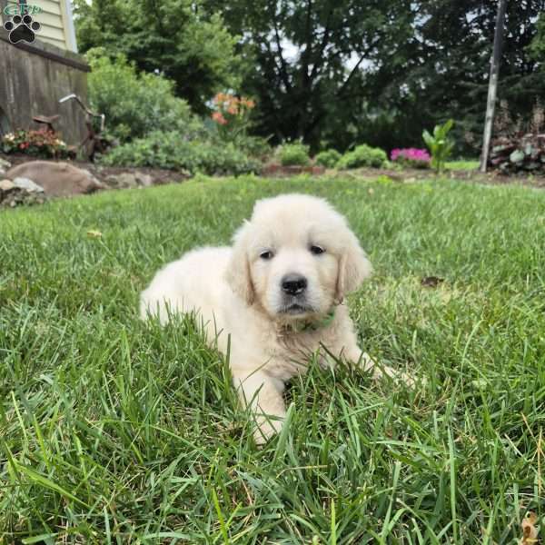 Lexington, English Cream Golden Retriever Puppy