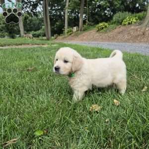 Lexington, English Cream Golden Retriever Puppy
