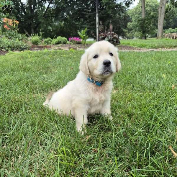 Lee, English Cream Golden Retriever Puppy