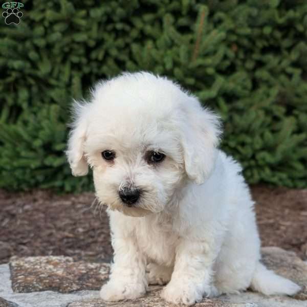 Logan, Bichon Frise Puppy