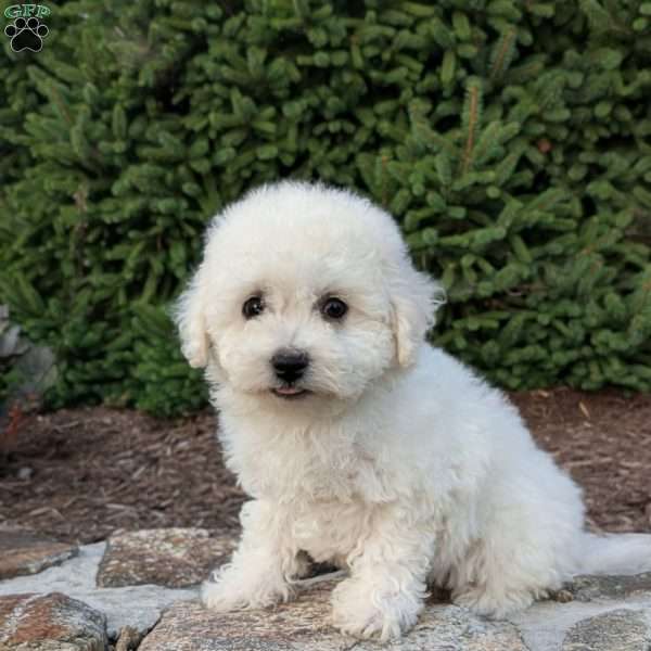 Lacey, Bichon Frise Puppy