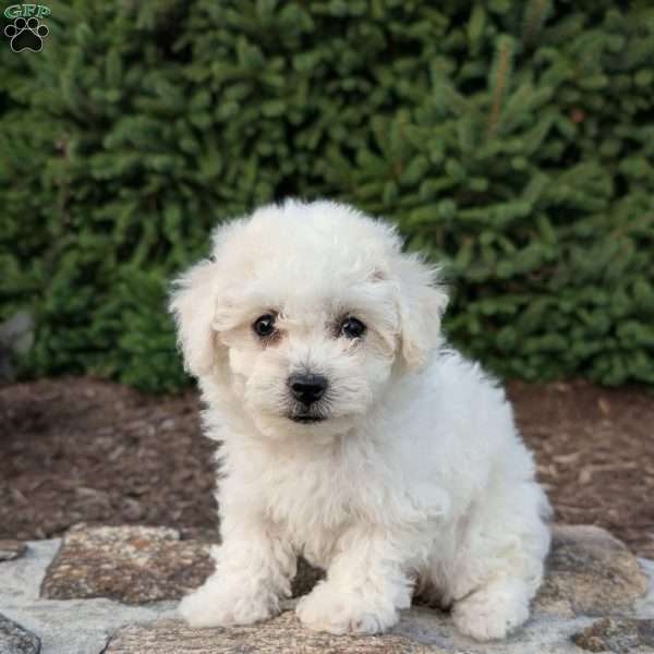 Layla, Bichon Frise Puppy