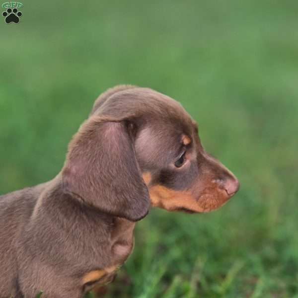 Stroodle, Dachshund Puppy