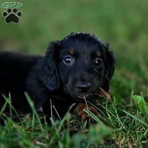 Reese, Dachshund Puppy