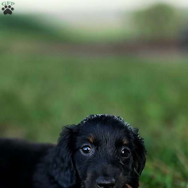 Reese, Dachshund Puppy