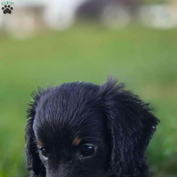 Peanut, Dachshund Puppy