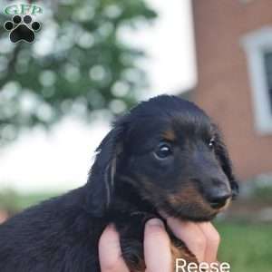 Reese, Dachshund Puppy