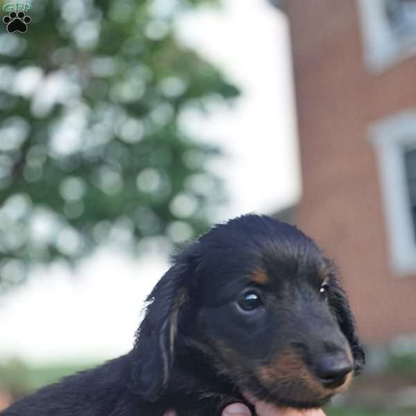 Reese, Dachshund Puppy
