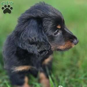 Reese, Dachshund Puppy