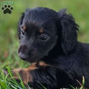 Peanut, Dachshund Puppy