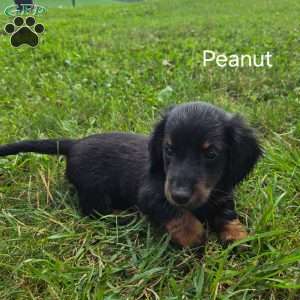 Peanut, Dachshund Puppy