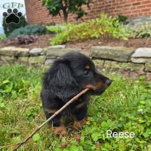 Reese, Dachshund Puppy