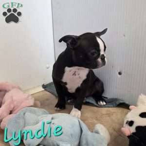 Lyndie, Boston Terrier Puppy