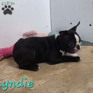 Lyndie, Boston Terrier Puppy
