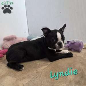 Lyndie, Boston Terrier Puppy
