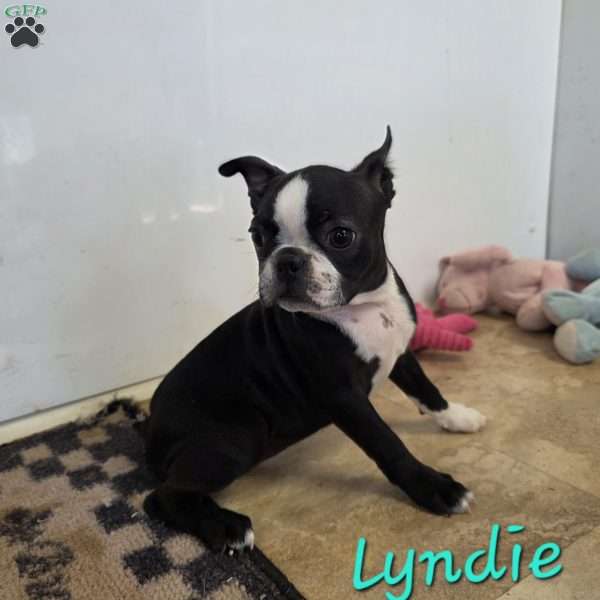 Lyndie, Boston Terrier Puppy