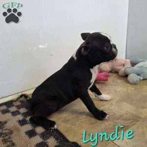 Lyndie, Boston Terrier Puppy