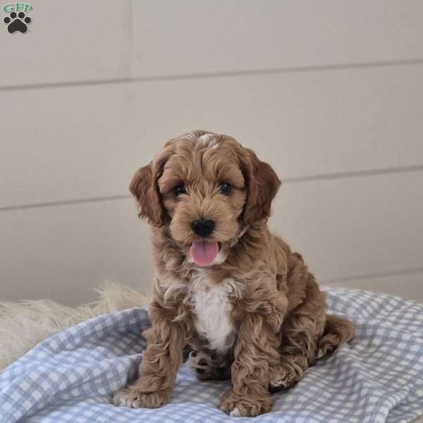 Lucas, Cockapoo Puppy