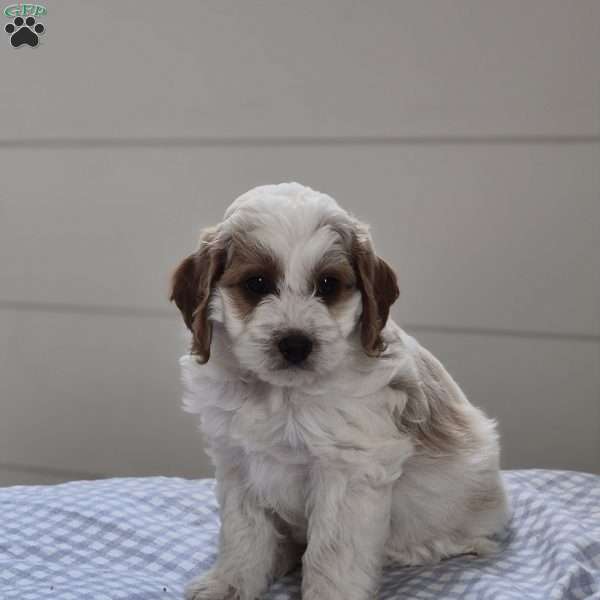 Mason, Cockapoo Puppy