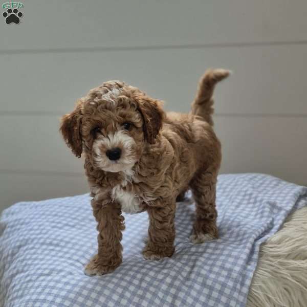 Charles, Cockapoo Puppy