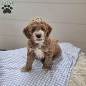 Charles, Cockapoo Puppy